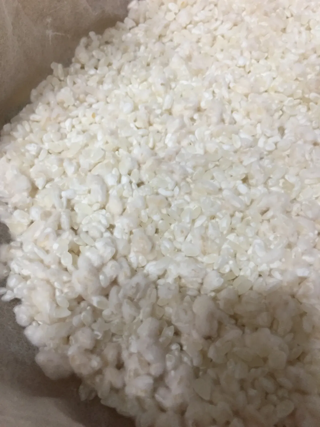 Kōji: the fungus that breaks rice into flavour