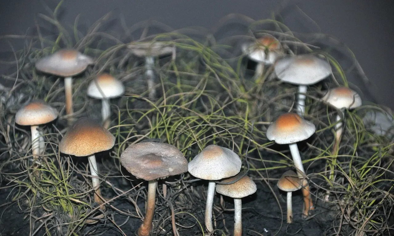 Fairy rings: a shape drawn by hunger