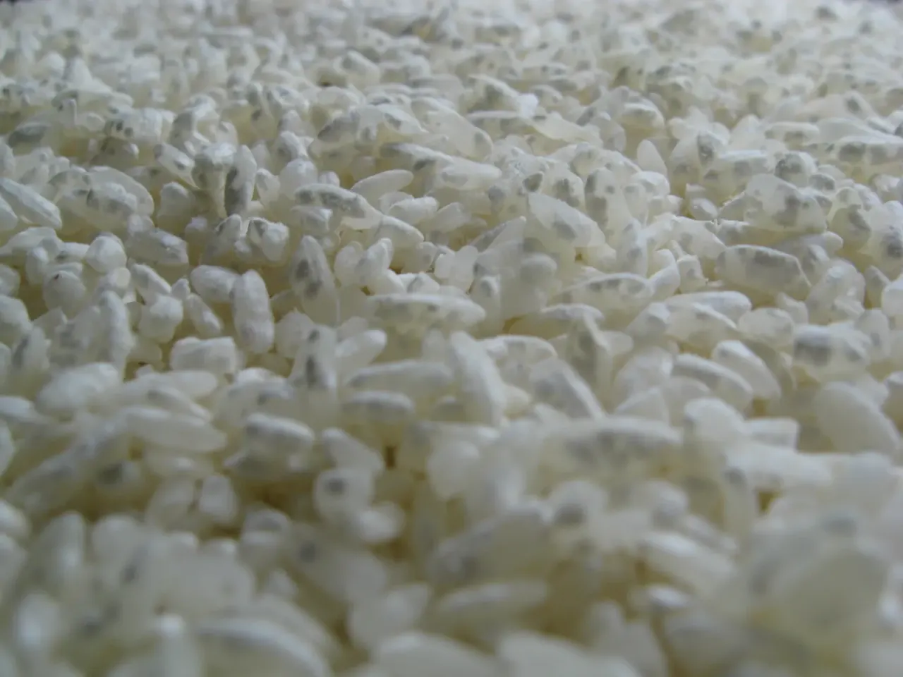 Kōji: the fungus that breaks rice into flavour