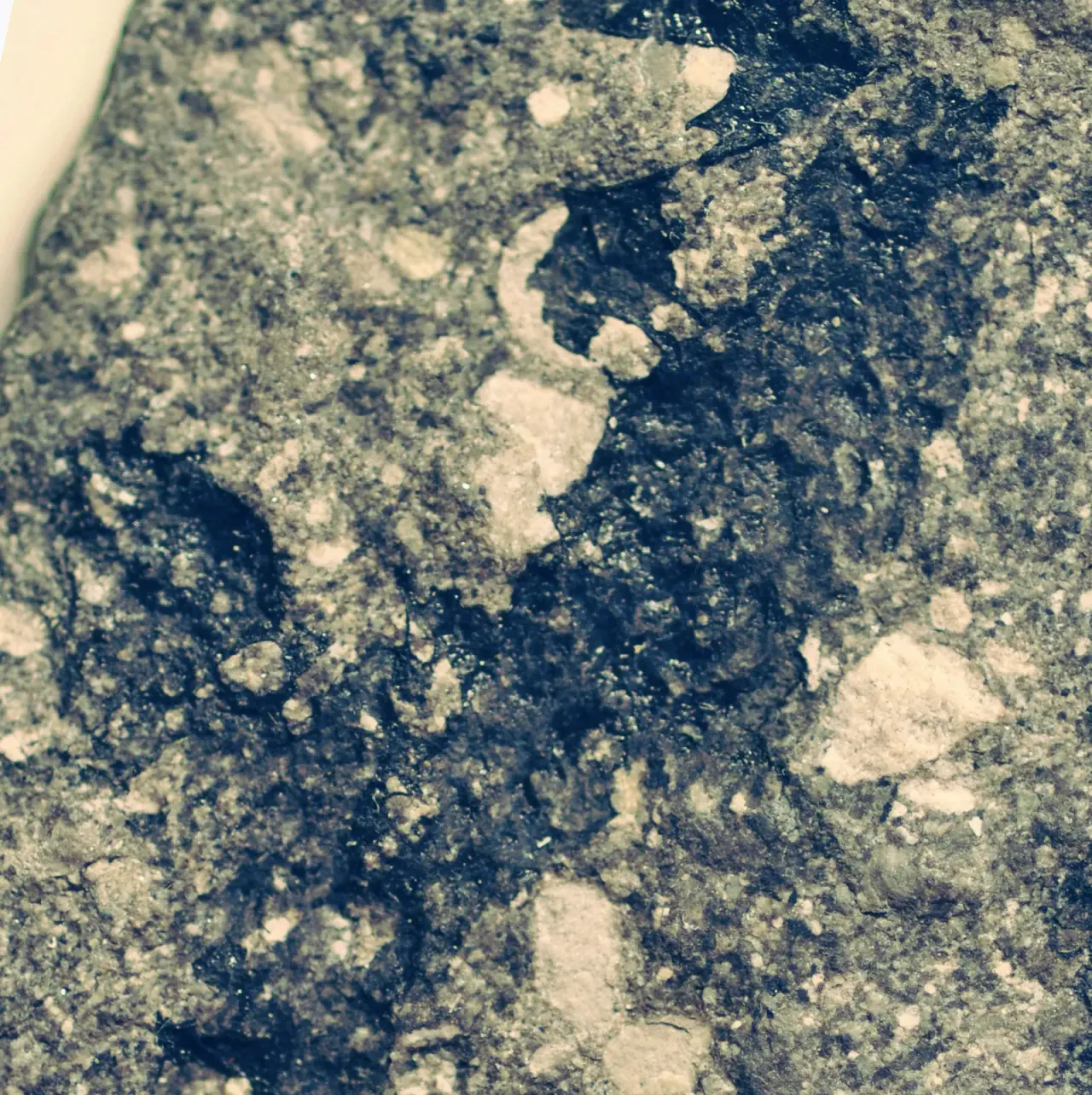 Prototaxites: the Devonian giant that was probably not a fungus