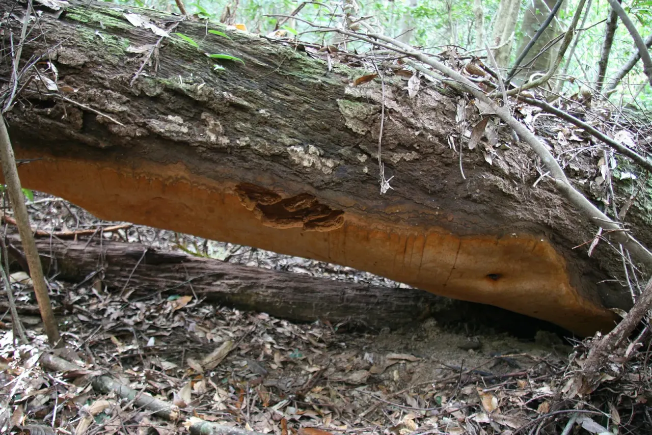 Largest described fruiting body: estimated at 400–500 kg