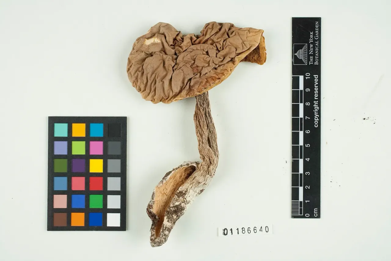 The mycological collection of the National Museum