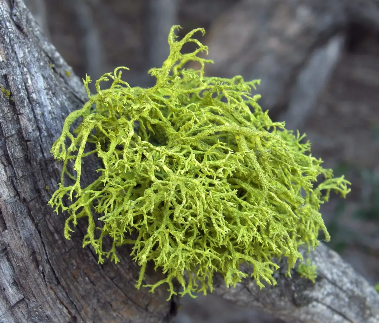 A lichen is more than the classic pair