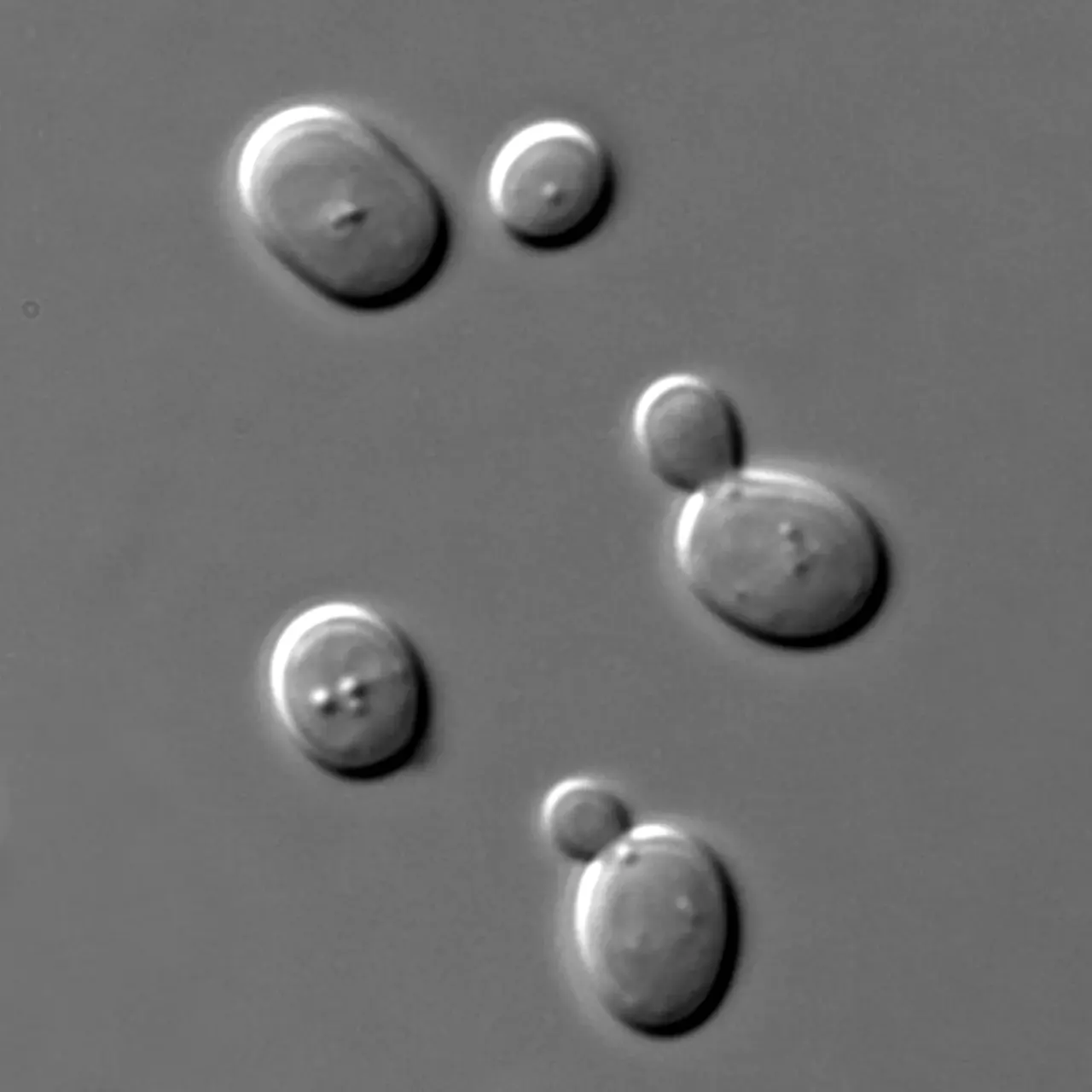Unterhefe No. 1: the yeast that began the pure-culture standard