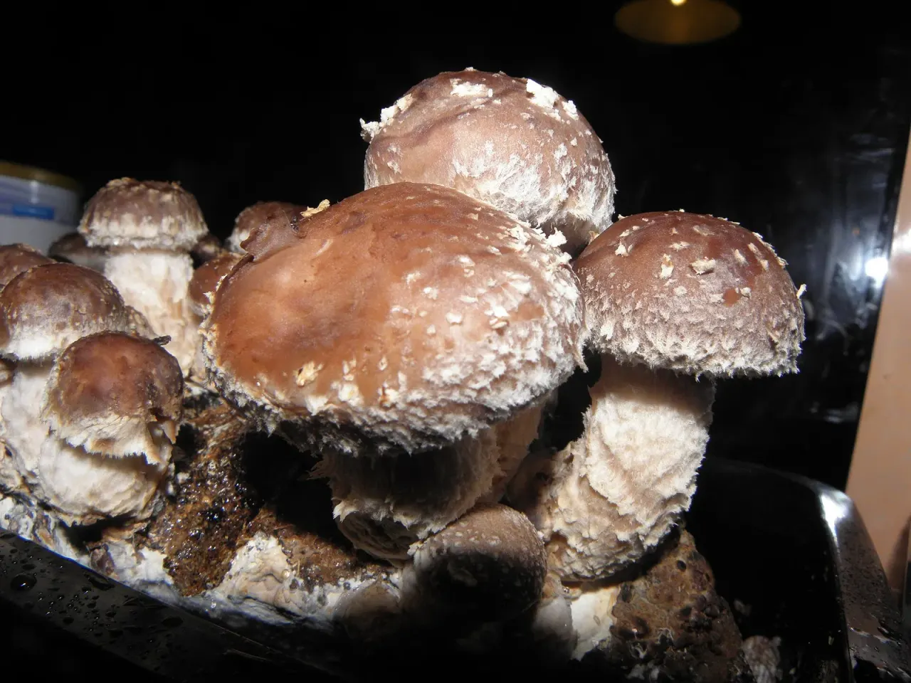 Shiitake: from the log to the bag of sawdust