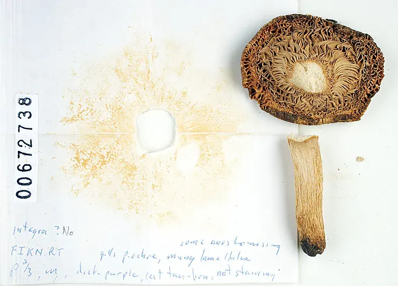 Steere Herbarium, New York Botanical Garden