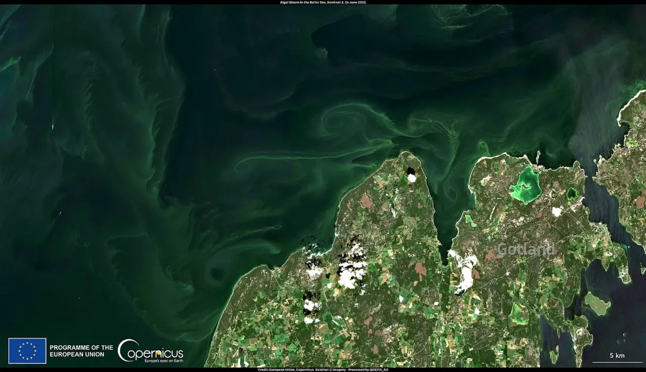A marine fungus kills the alga behind toxic blooms