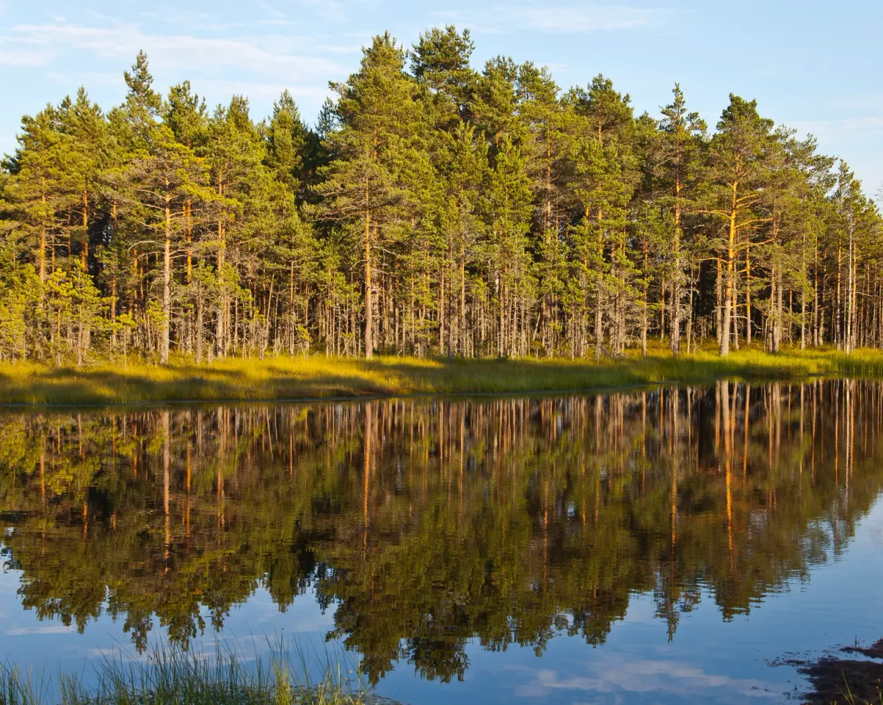 Draining a peatland rebuilds its fungal community