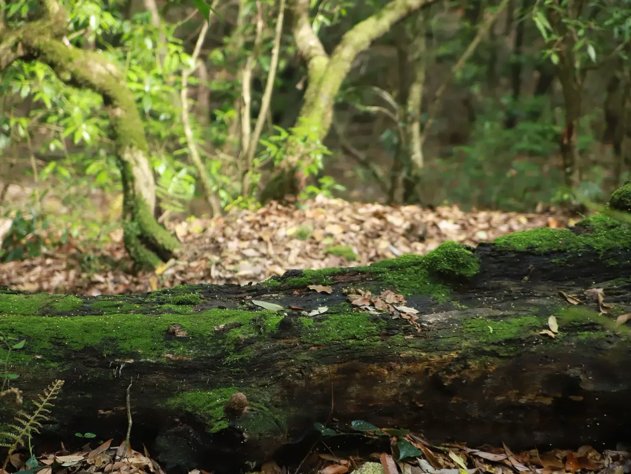 Two new species from dead wood, with an activity test
