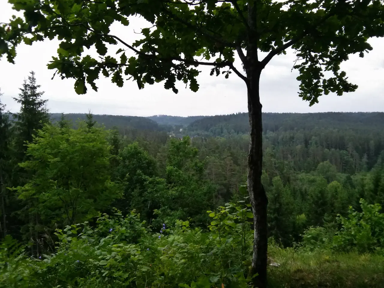 Gauja: a fungal journey down a Latvian river