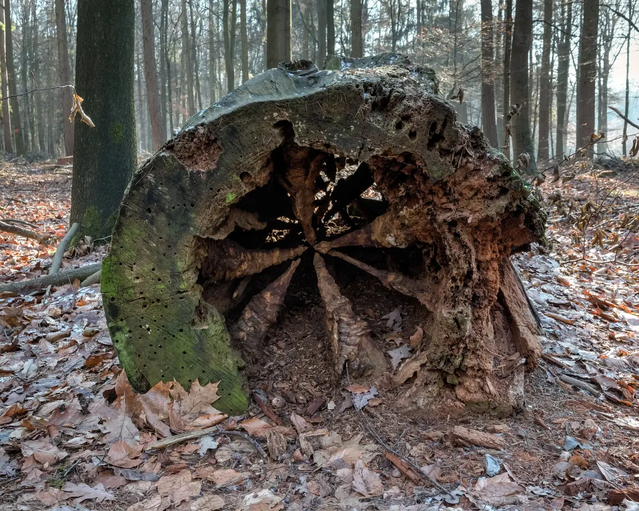 How fungal inoculation can begin a tree hollow