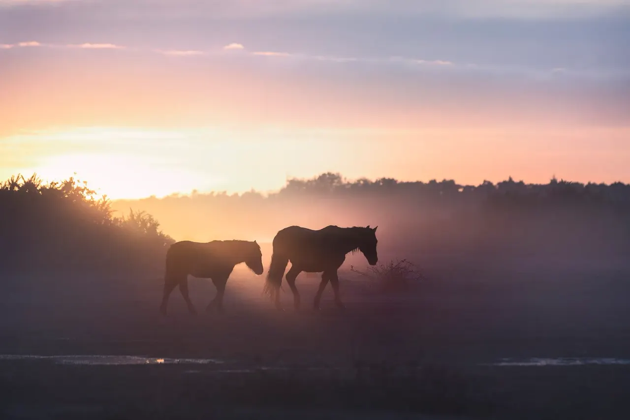New Forest: look, do not pick on Forestry England land