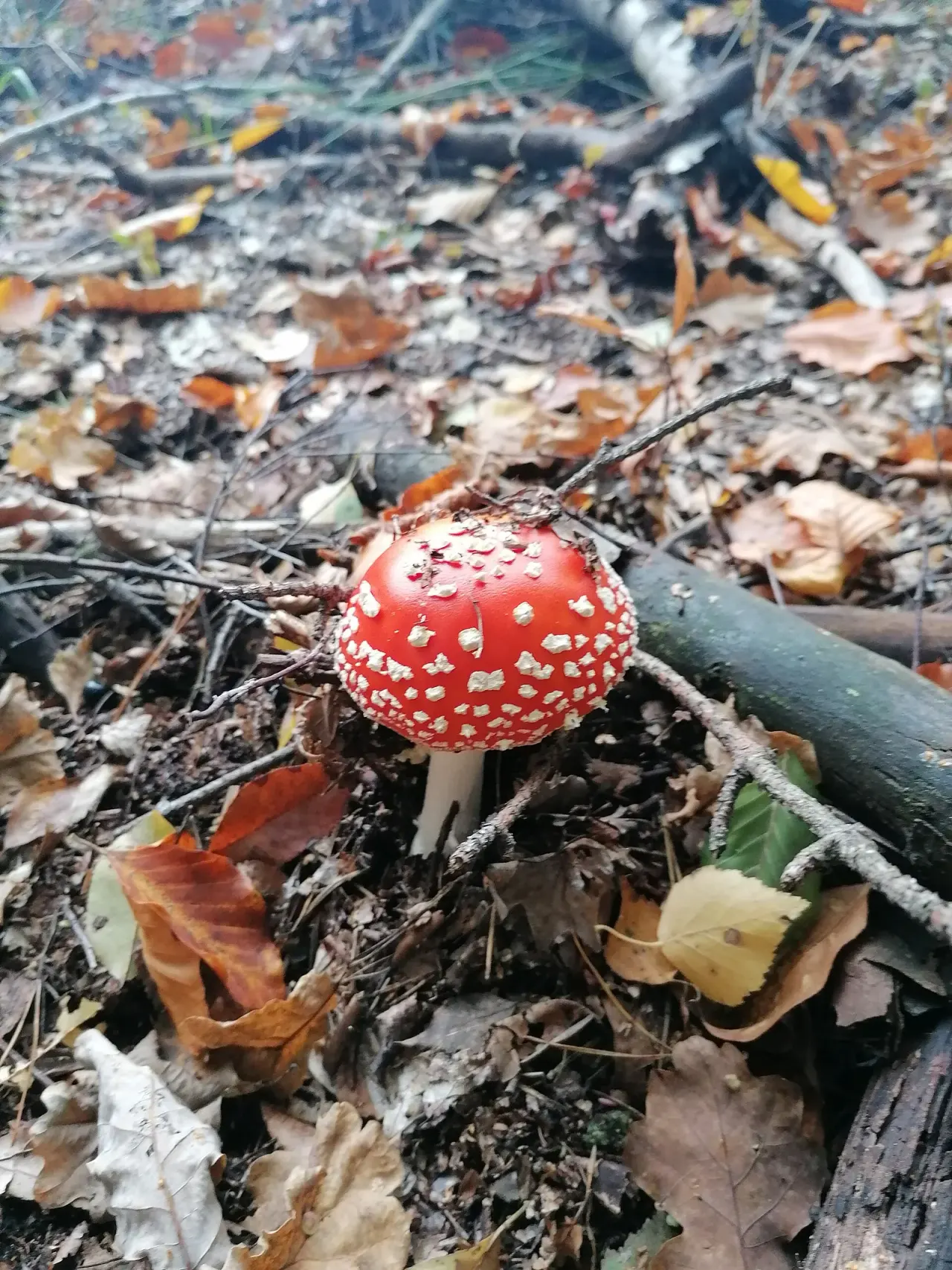 A fungus with a protection zone around its site