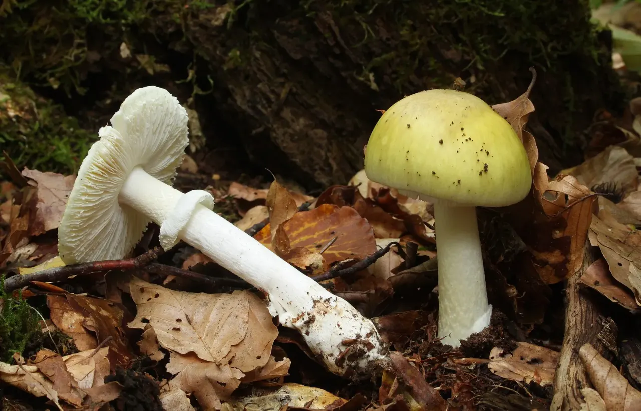 Official mushroom control in Zurich