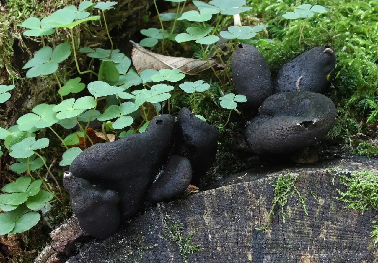 Two new ascomycetes from the Yunnan-Guizhou Plateau