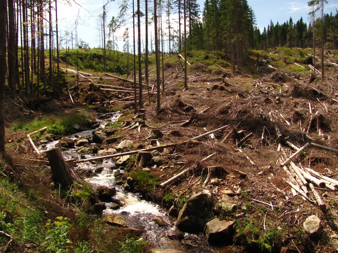 Šumava: fungi between peat bog and border