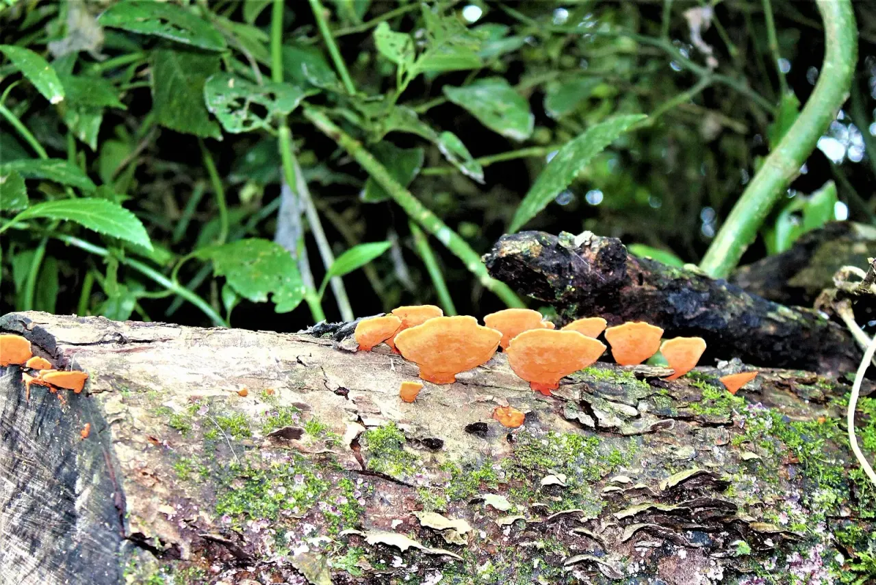Fungi are missing from environmental impact assessments