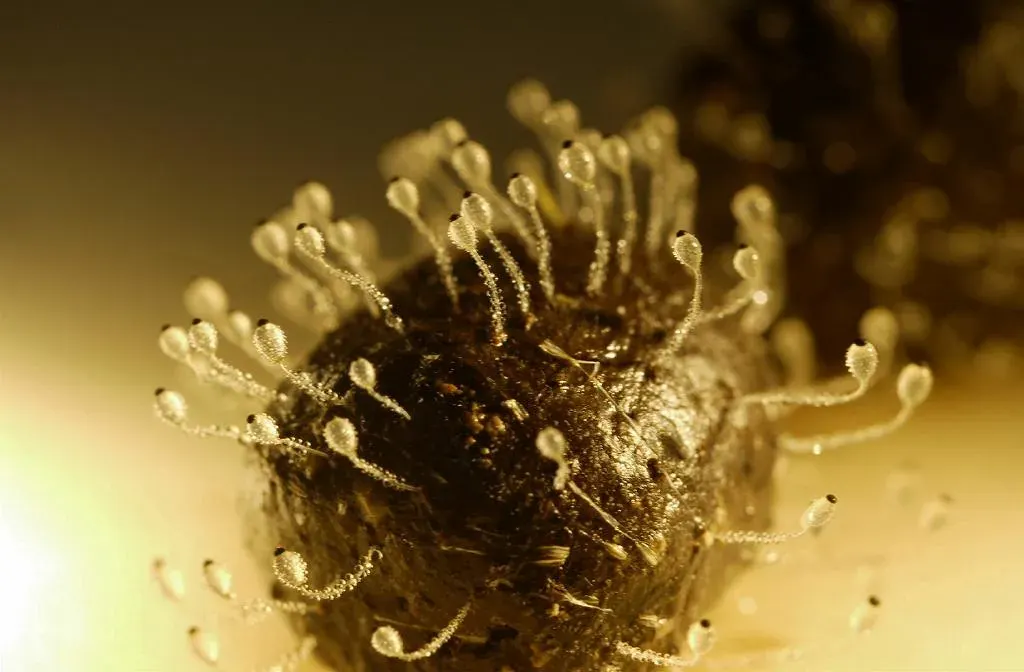 Spores fired at 180,000 g
