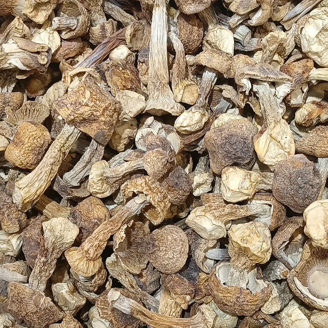 Japan: matsutake, a mushroom of one season