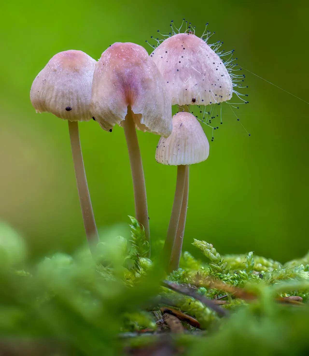 One in four recorded species was seen just once