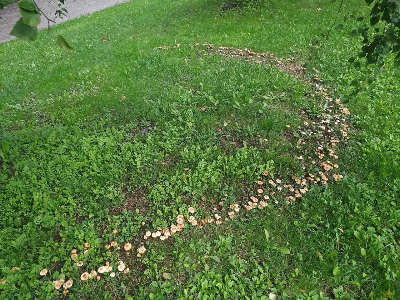 Fairy rings: a shape drawn by hunger
