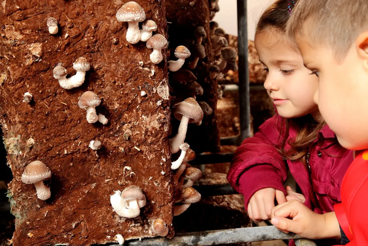Shiitake: from the log to the bag of sawdust