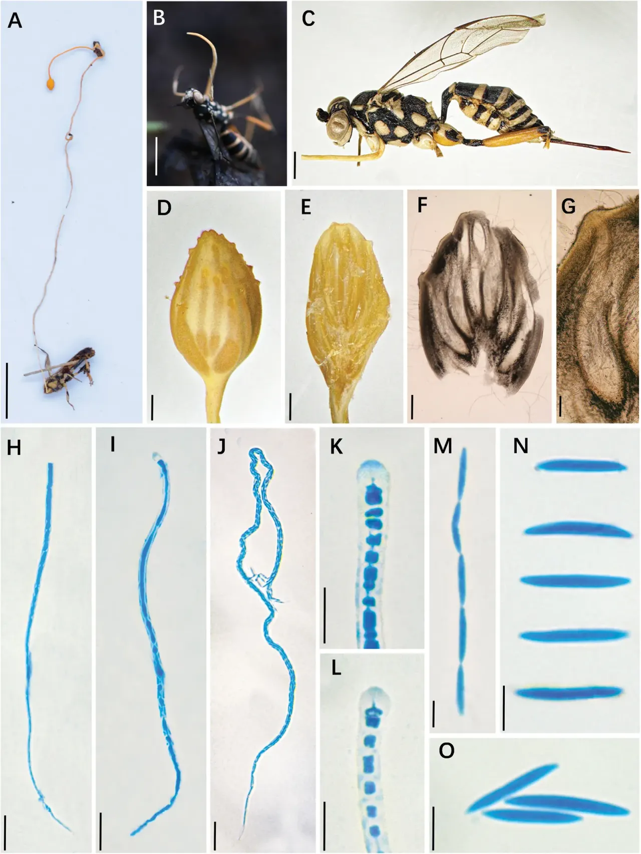 Ophiocordyceps gotrae — parasite of an adult wasp