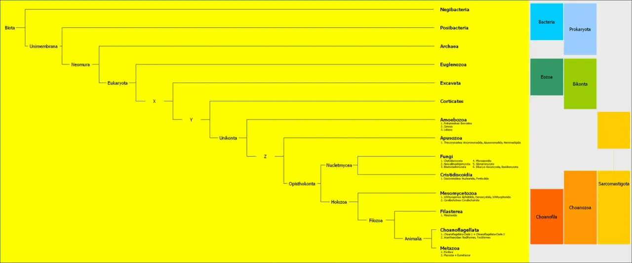 2007: mycologists agree on one tree of fungi
