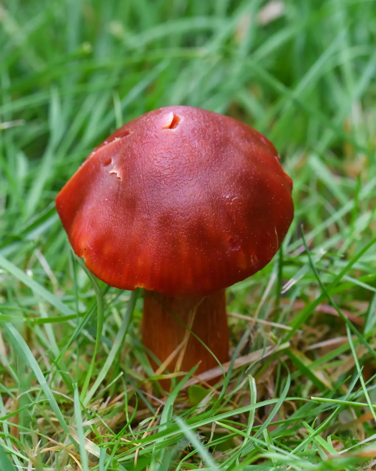 The Red List still sees only a sliver of fungi