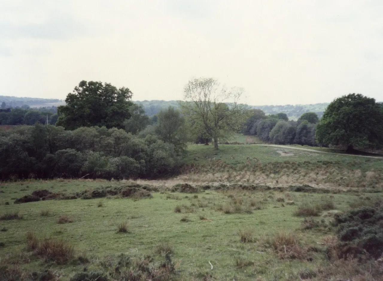 New Forest: look, do not pick on Forestry England land