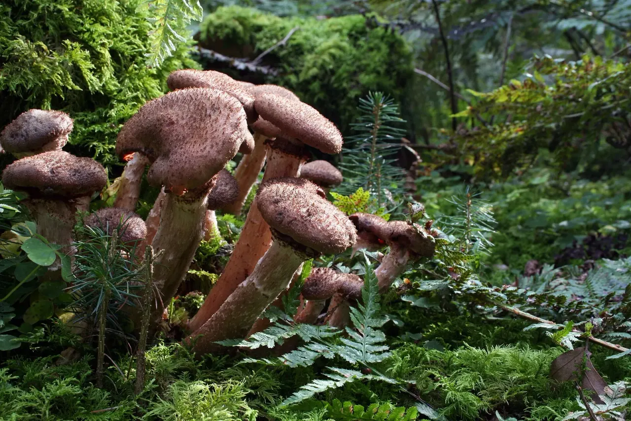 One honey fungus individual covers 965 hectares