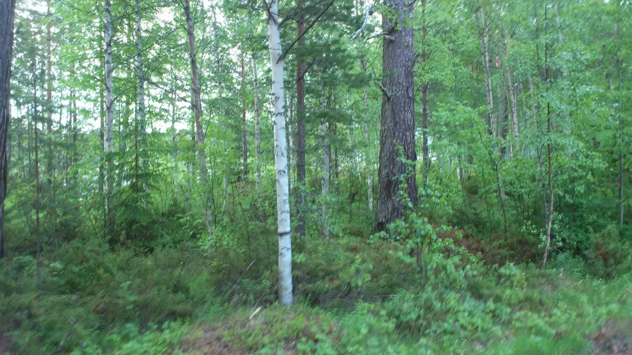 Mycology week in Gäddede, August 2026