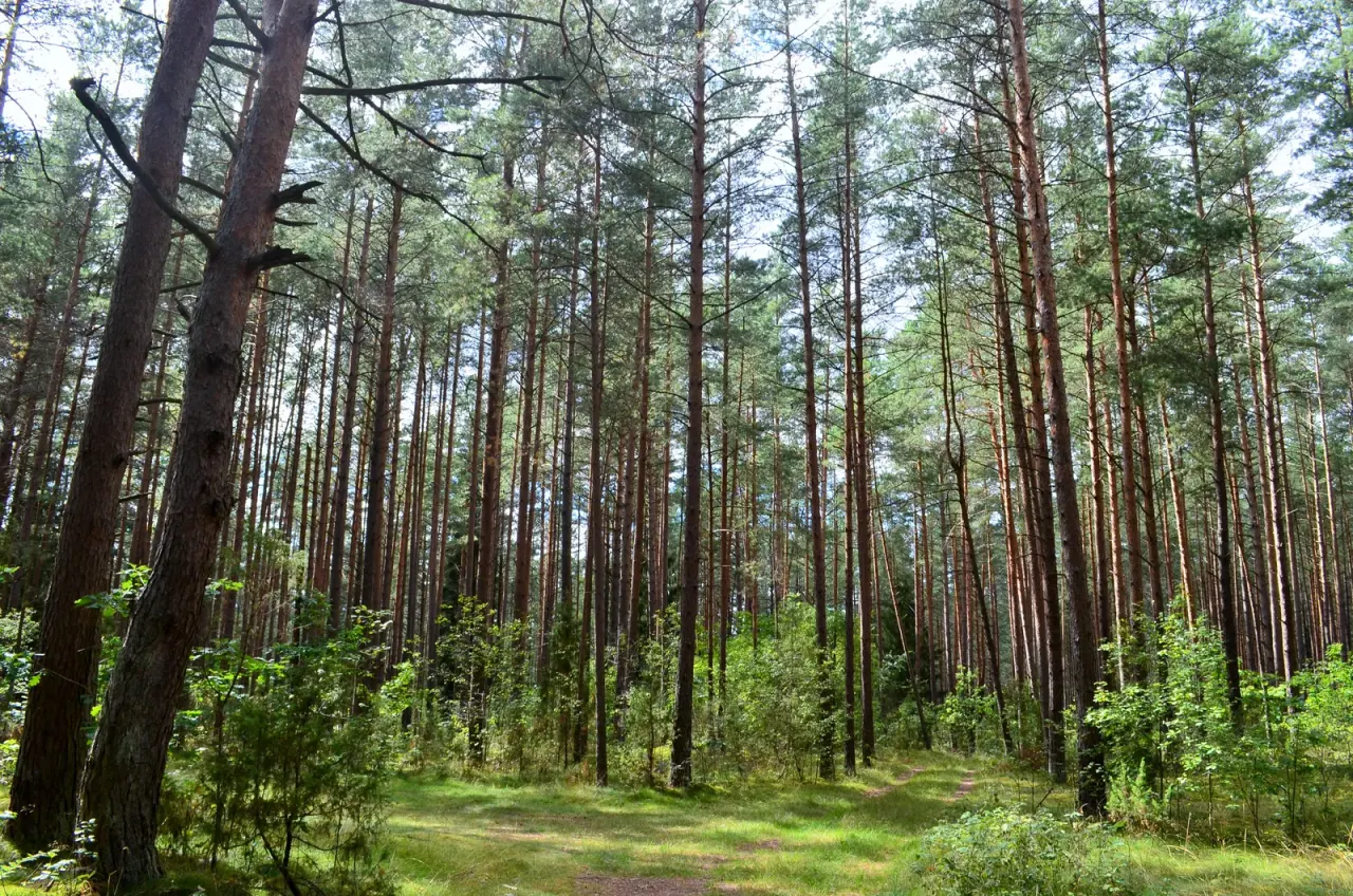 Dzūkija: forest, kitchen and the memory of picking