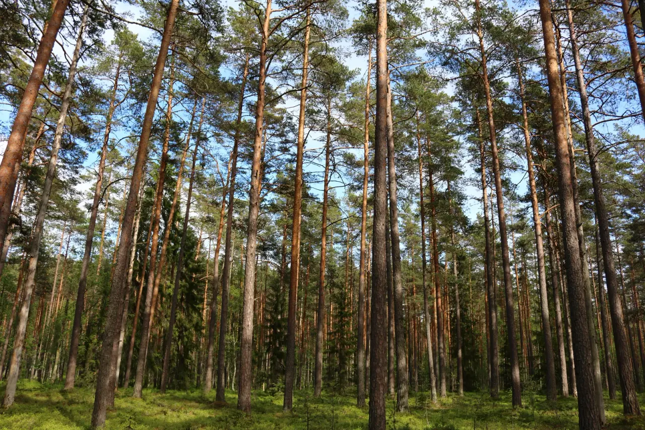 Lahemaa: Estonian forest between sea and bog
