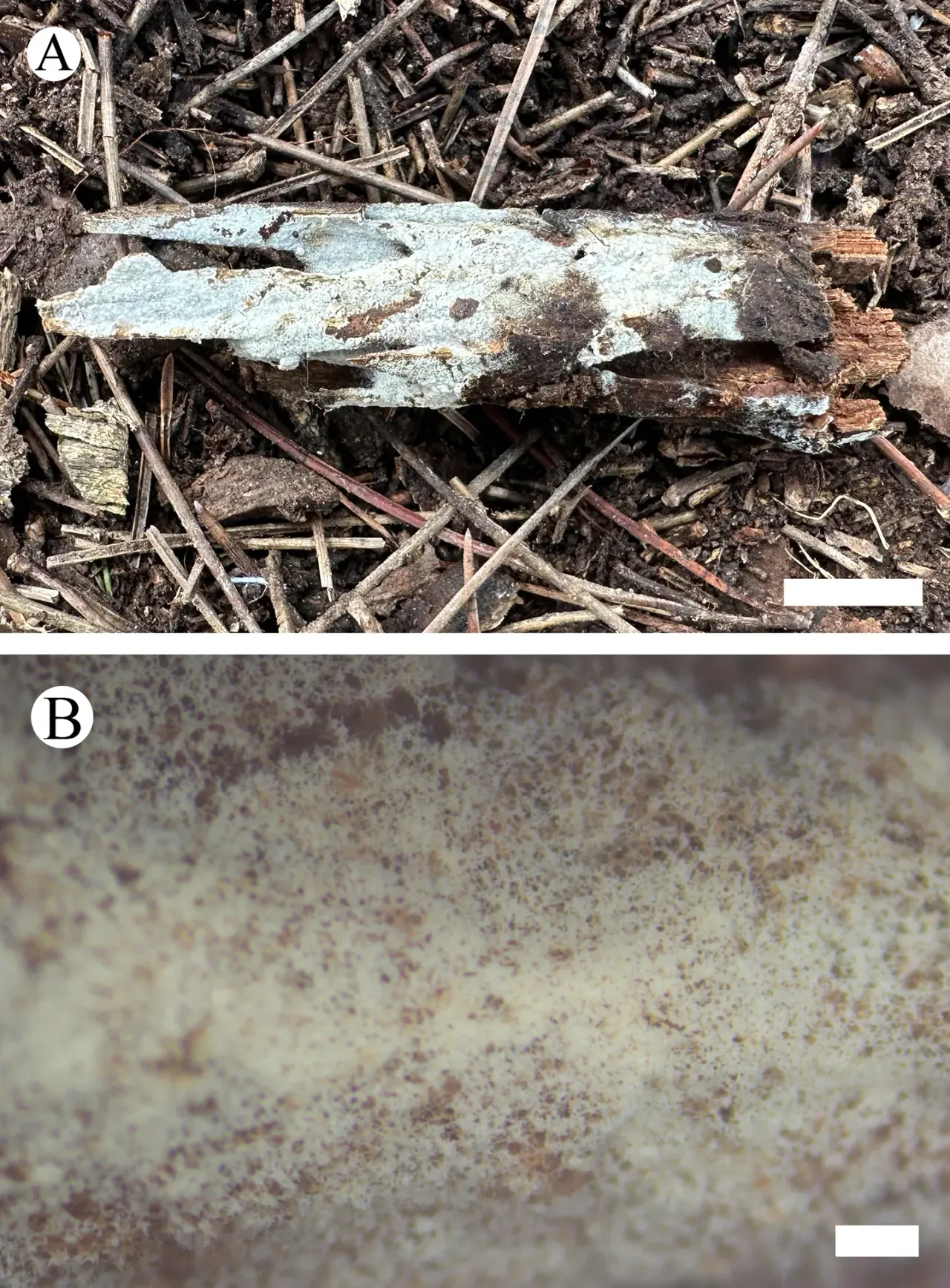 Botryobasidium massonianae on pine wood