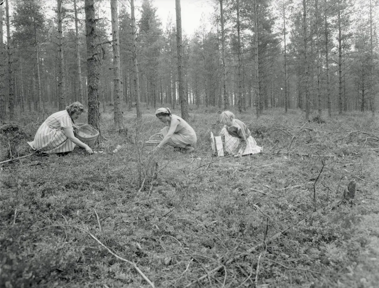 Finland: everyone's right to the forest