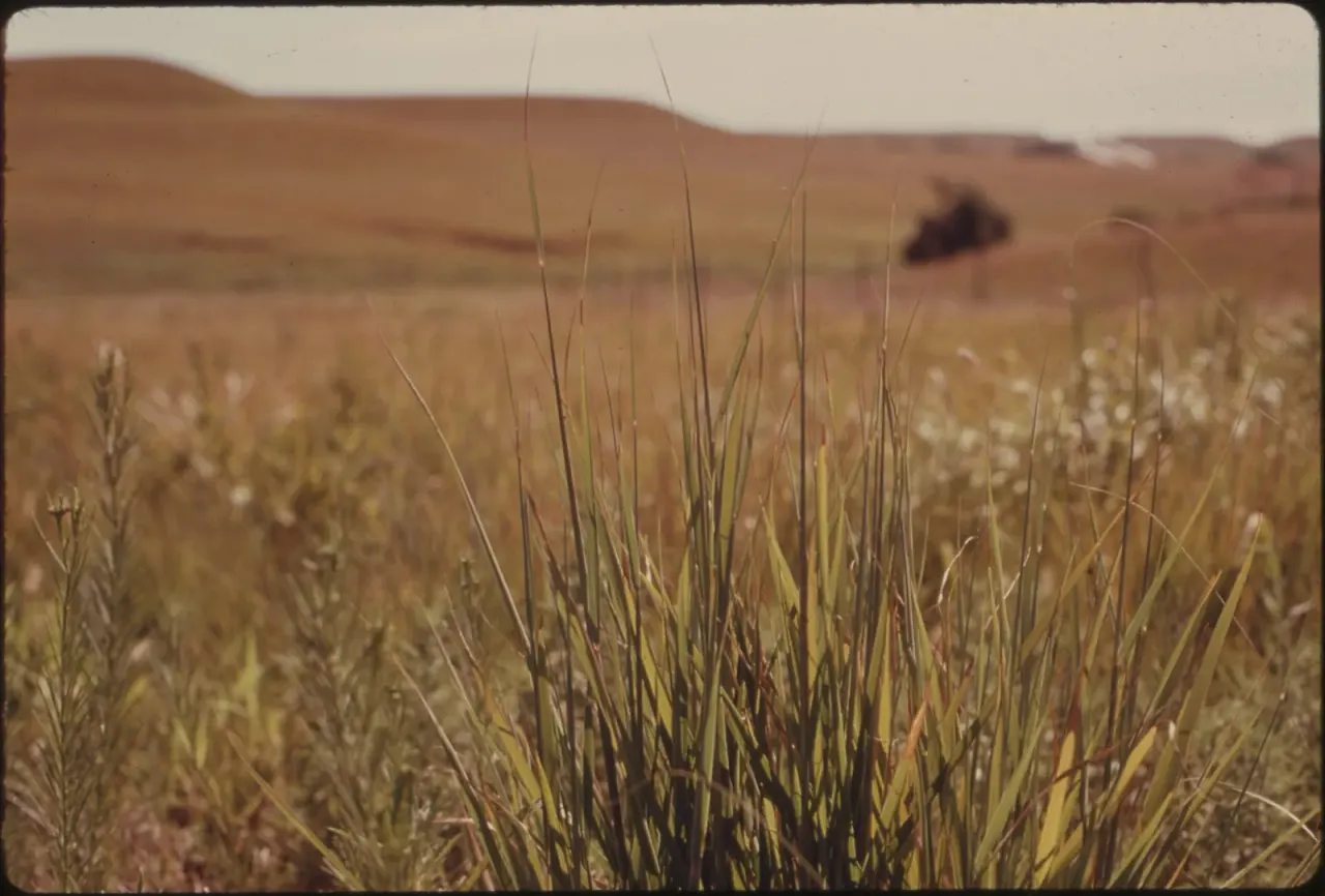 Restoring grassland starts with fungi in the soil