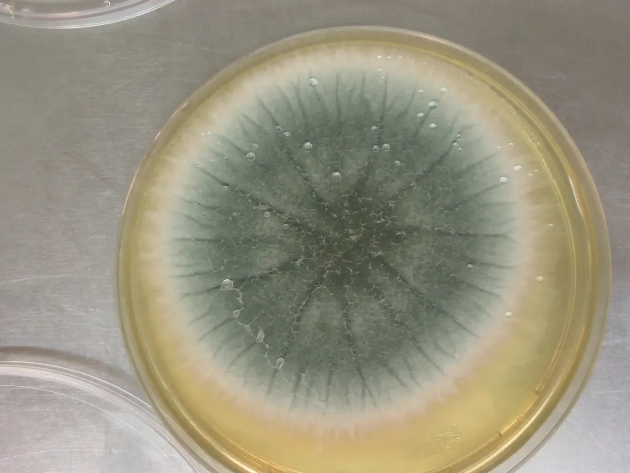 A fungicide in the field, resistance in the hospital