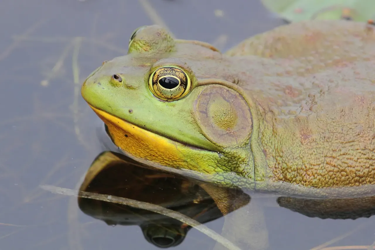 Evidence links frog trade to the spread of Bd-Brazil