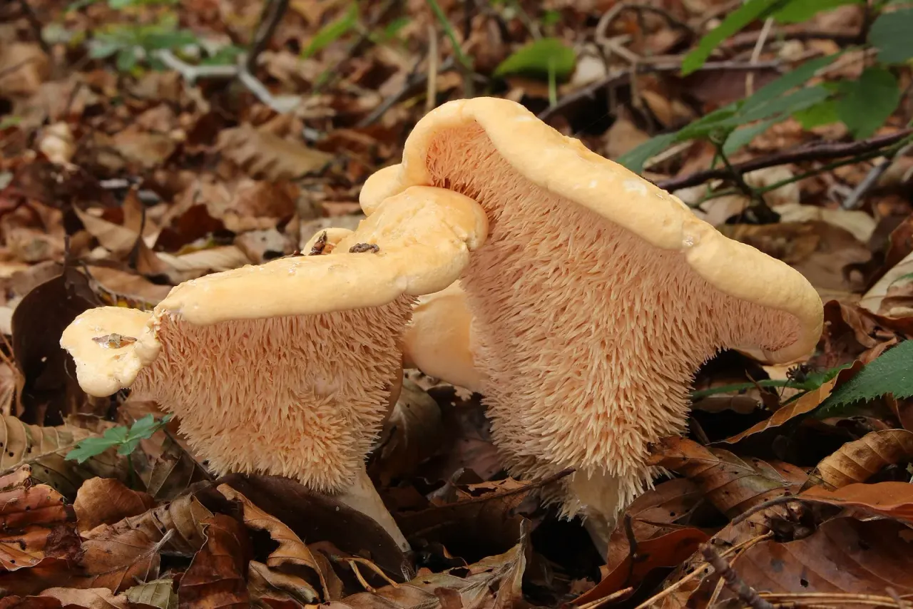 A course on hydnoid fungi and webcaps, Uppland 2026