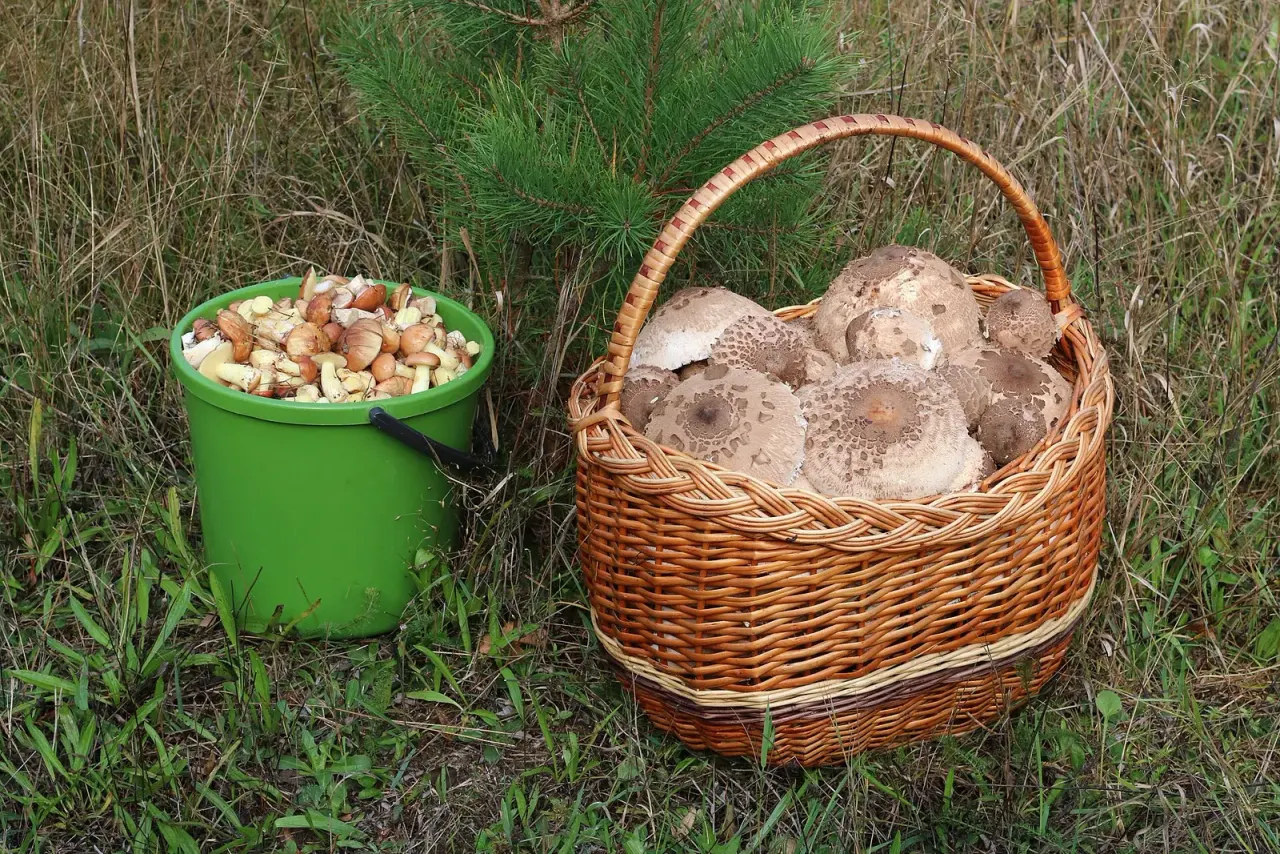 The mushroom expert at Bydgoszcz sanitary station