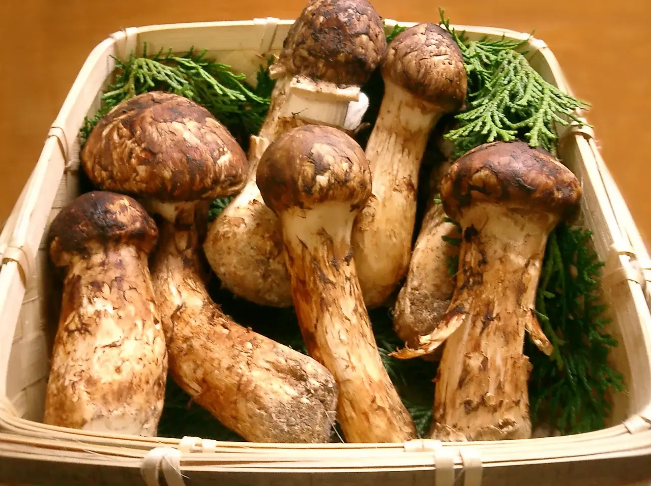 Matsutake: the scent of Japanese autumn