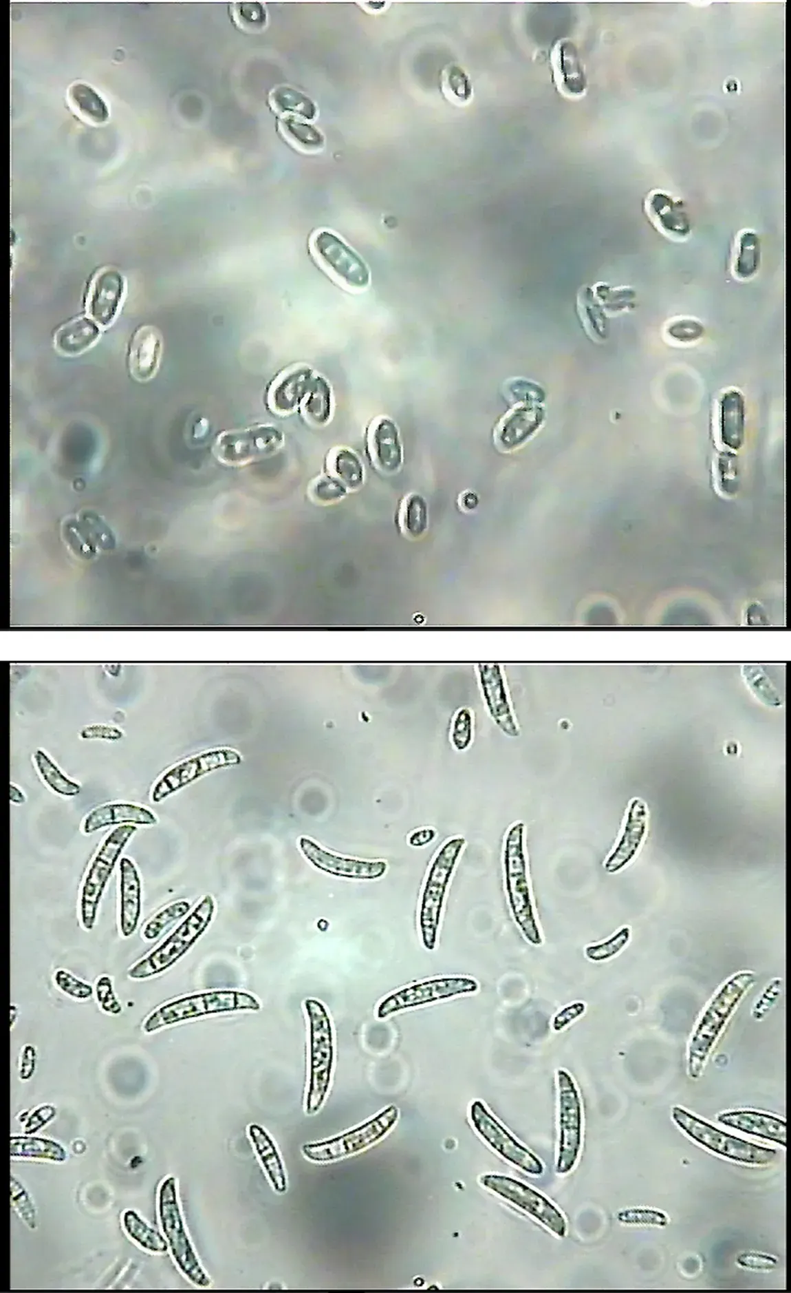 Mycoprotein: when the mycelium is the product