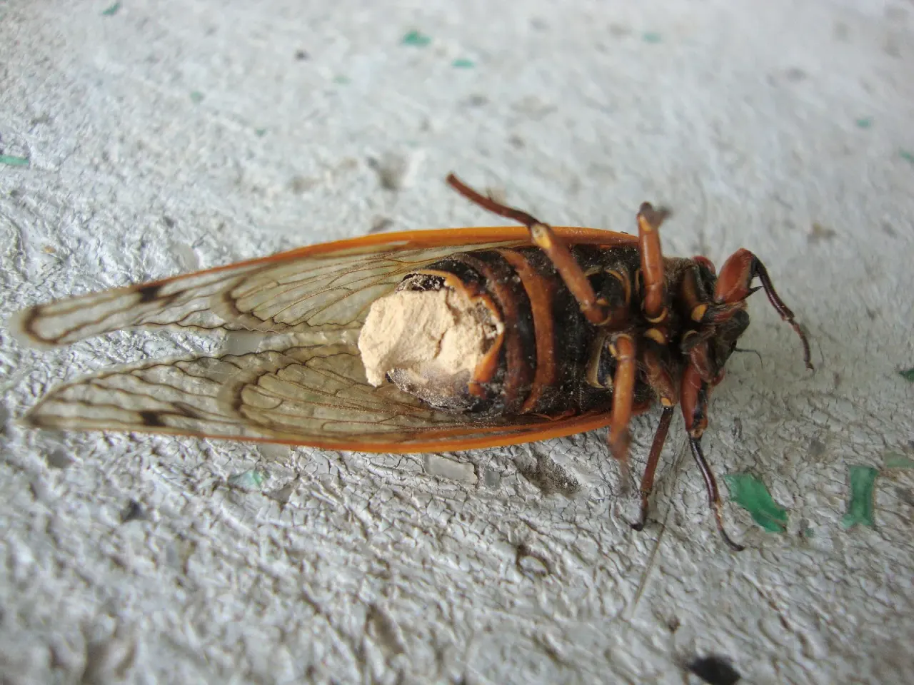 A fungus produces an amphetamine-like stimulant in cicadas