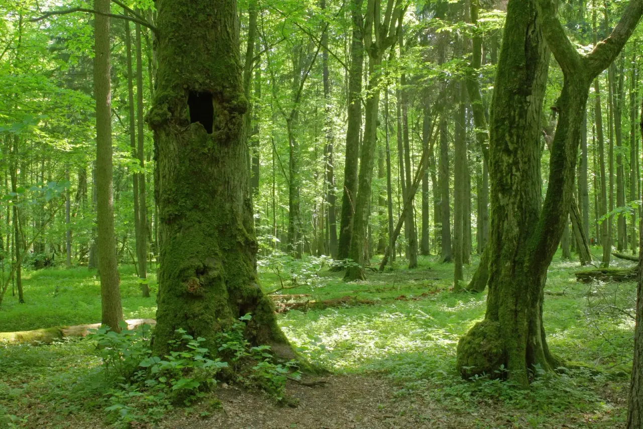 Natural and Forest Museum in Białowieża