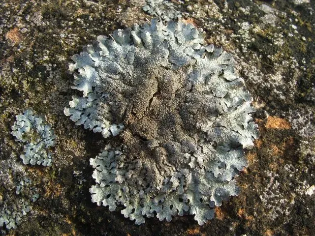 Lichens measure air quality