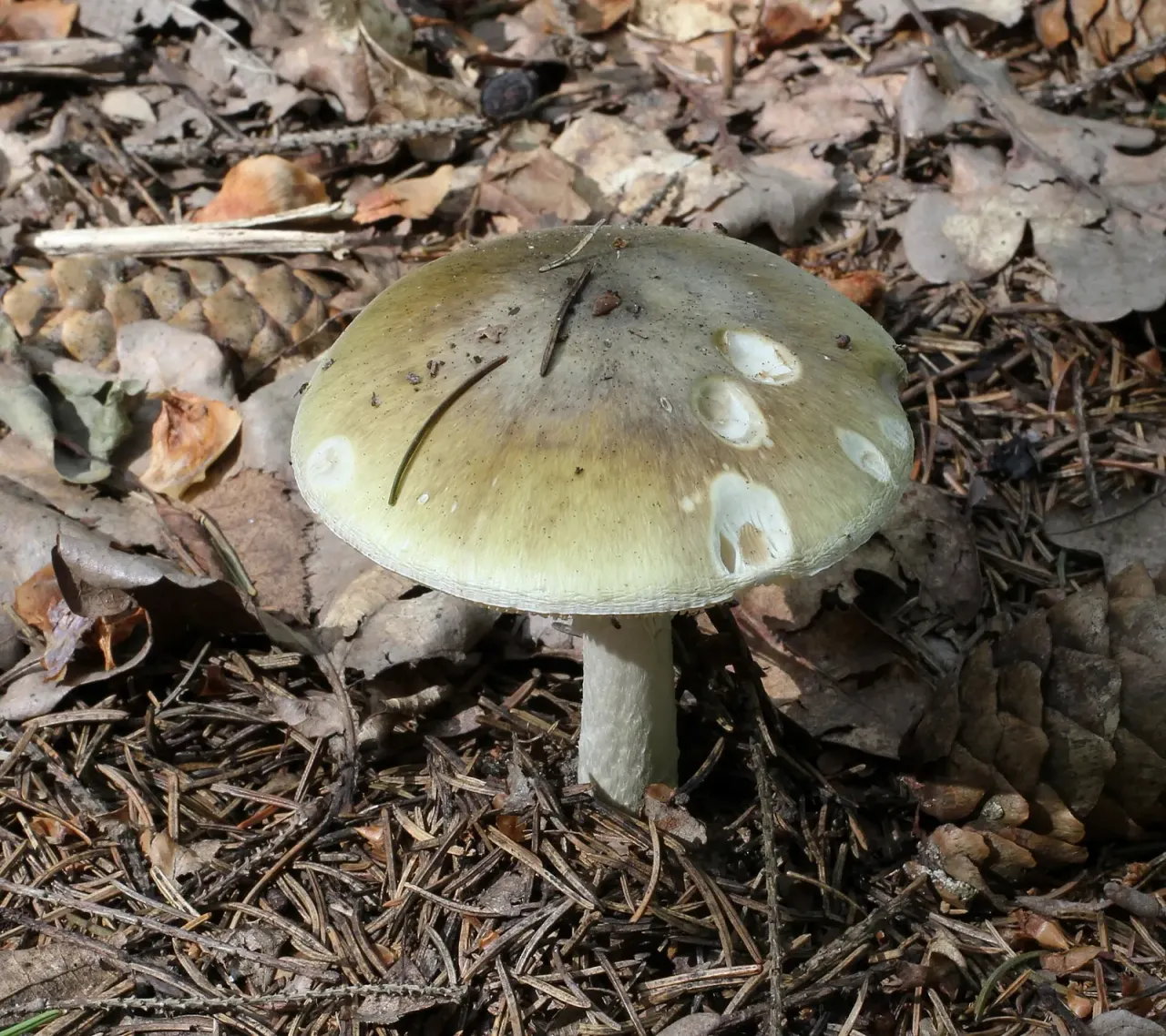 Maggots in a mushroom do not mean it is edible