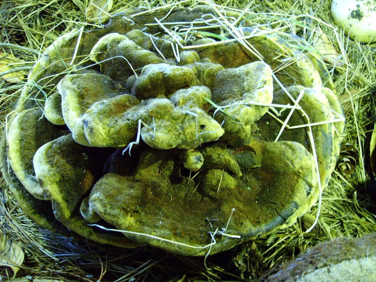 Dyeing with fungi: colour begins before the pot