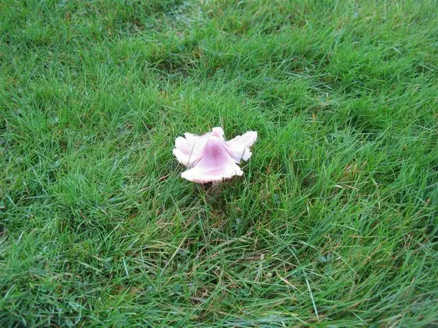 Waxcap grasslands: habitat hidden under turf