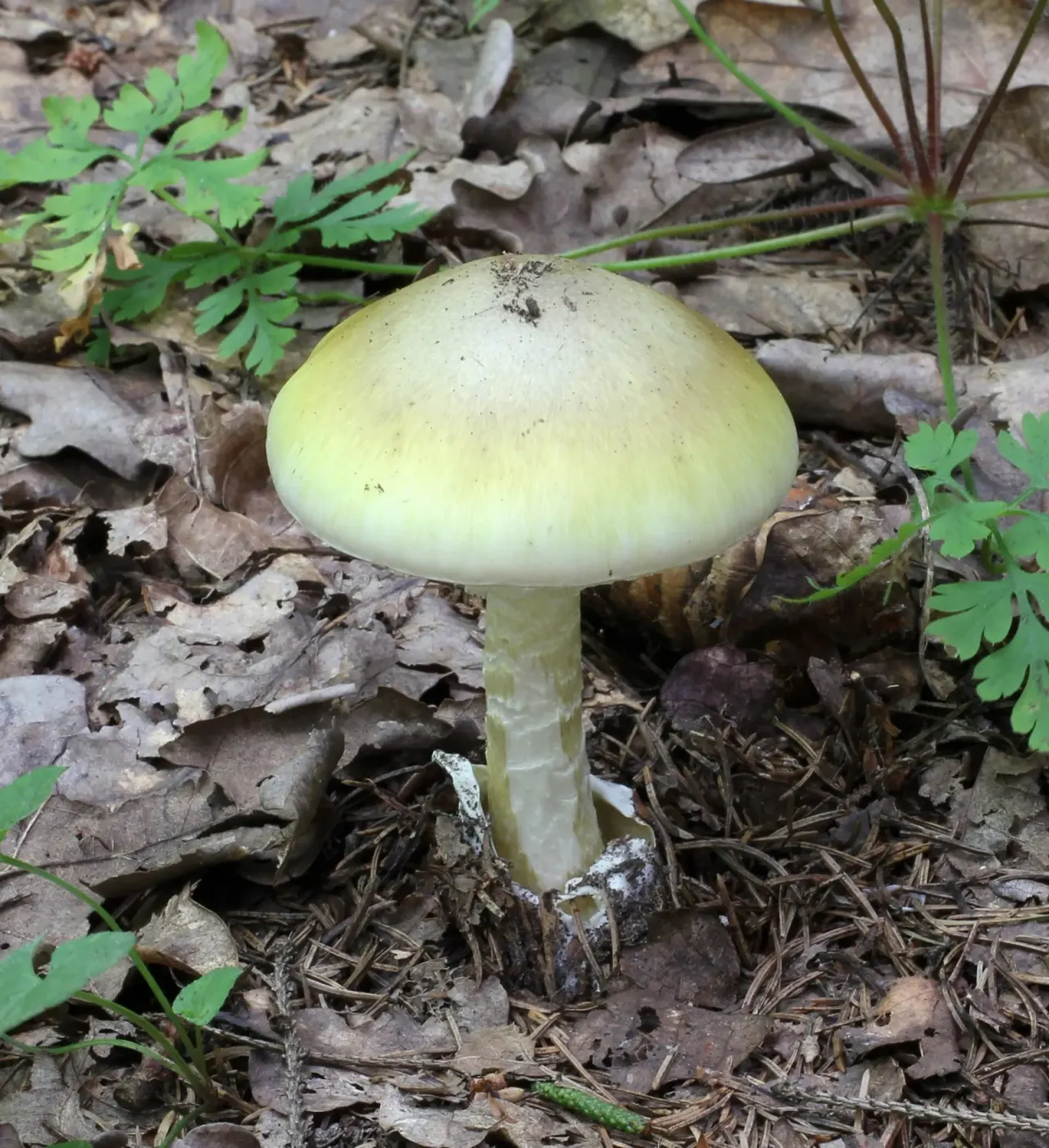 The death cap is an alien in America
